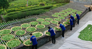 武夷山繁忙制茶季