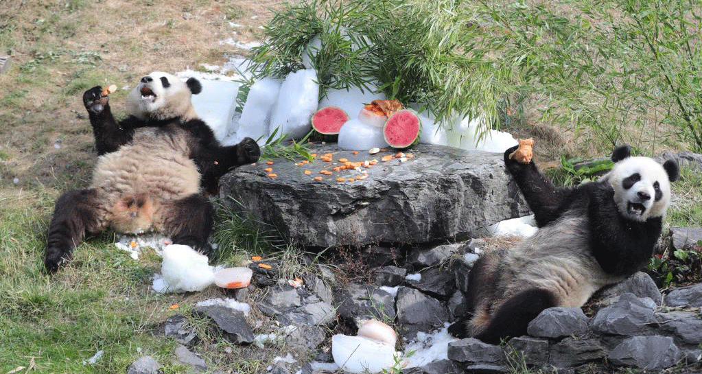 大熊猫情缘成就中比生物多样性合作佳话