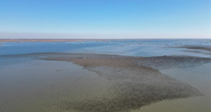 山东东营：湿地公园现“鸟浪”景观