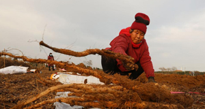 河南温县：山药收获忙