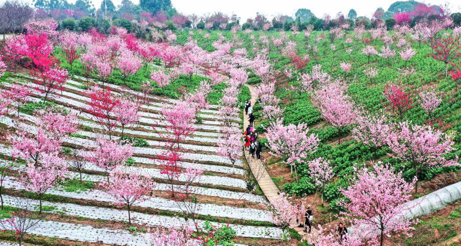 踏青赏花 乐享春光