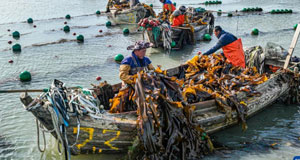 海带采收加工忙