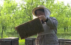 万亩枣花开 蜂农采蜜忙