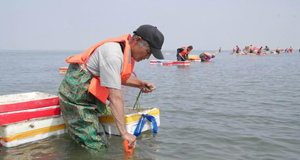 河北唐山：“海底沙漠”现“绿洲”