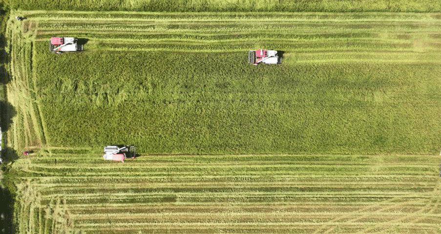 抢收早稻保夏收