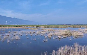 永济：生态伍姓湖 夏日好风光