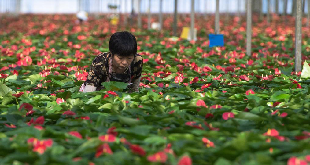 发展花卉产业 助农增收增效