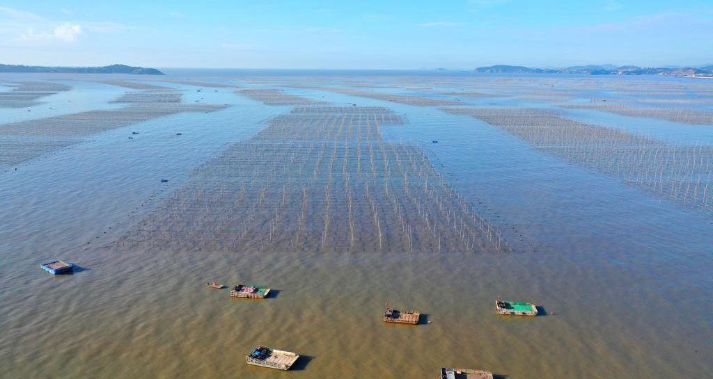 浙江玉环：“海上菜园”紫菜种养忙