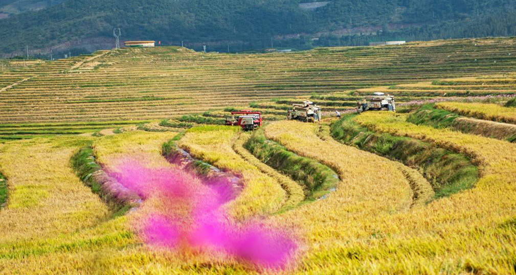 寒露前的田野