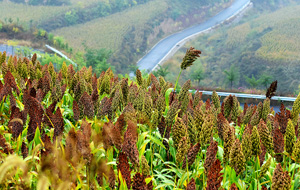 西枣公路秋景美如画