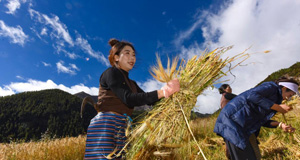 高原山村青稞喜丰收