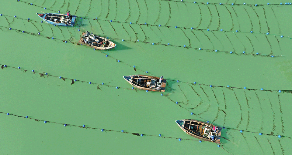 海带“播种”忙