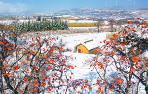 冰天雪地 红灯满枝