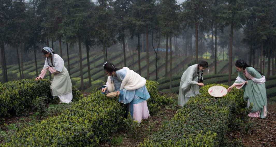 四川纳溪区：早茶飘香