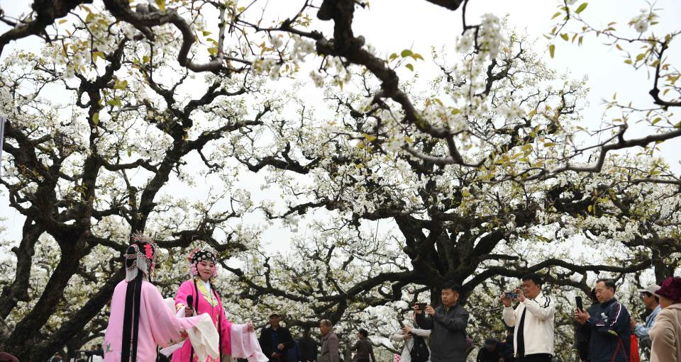 安徽砀山：梨花盛开迎客来