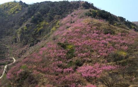 山东潍坊：桃花灼灼山色新