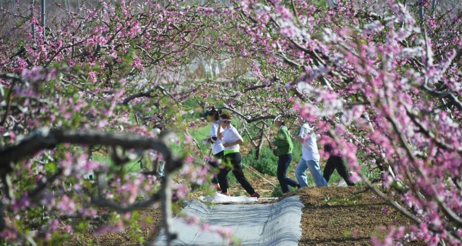 第二十六届北京平谷国际桃花节开幕