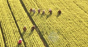 冬小麦夏管“决战”夏收景如画 