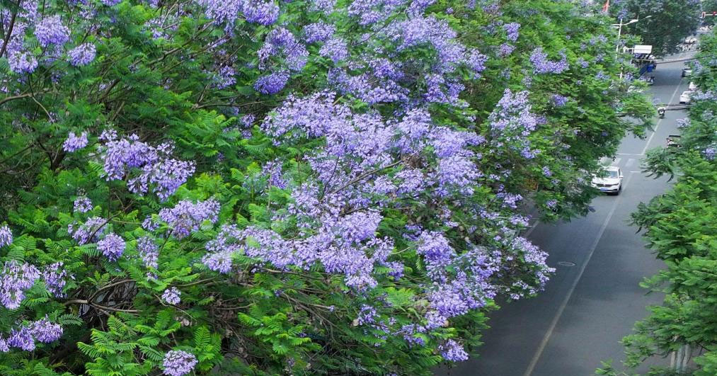 四川遂宁：蓝花楹扮靓城市