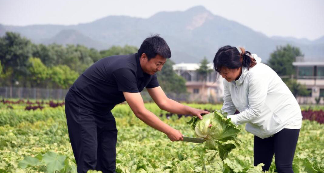 生菜成熟收获忙