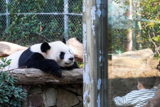 江苏南京：冬日暖阳下的大熊猫